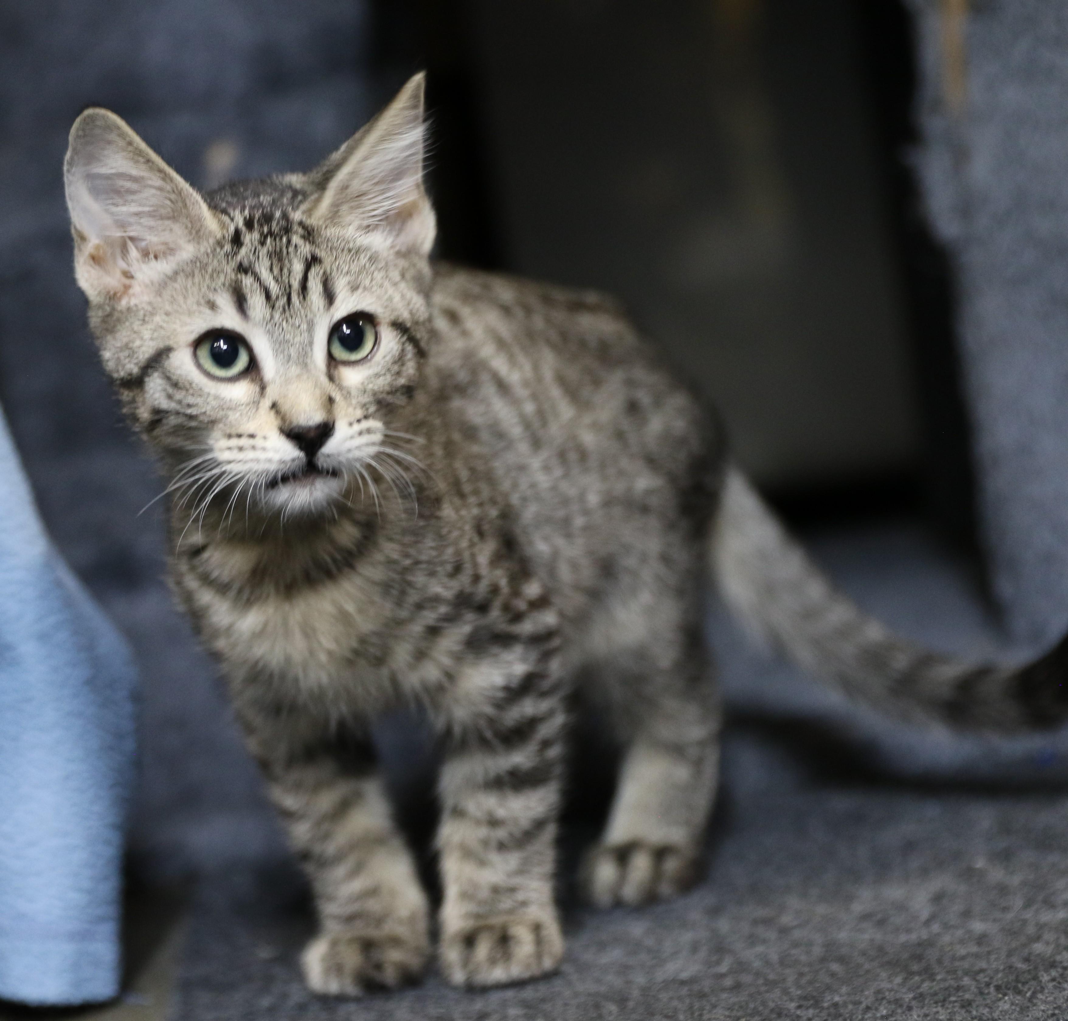 Rainier, a Adoptable mixed breed in Cut Bank, MT image 3/4