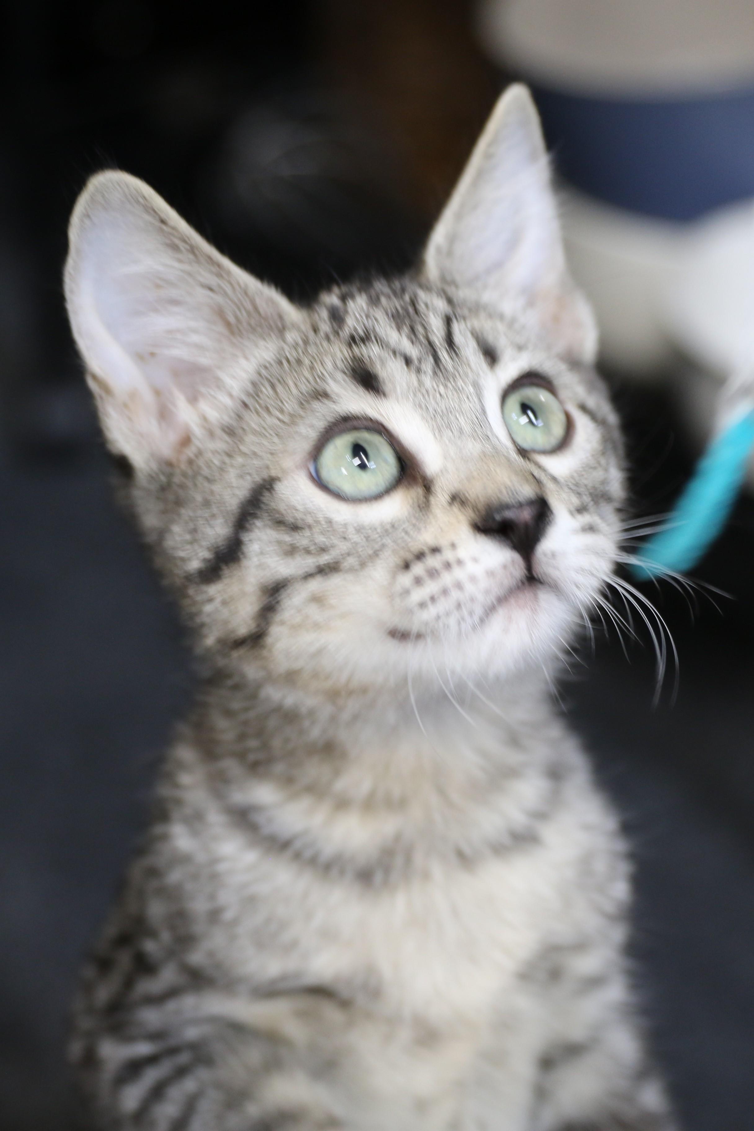 Rainier, an adoptable Domestic Short Hair, Tabby in Cut Bank, MT, 59427 | Photo Image 4