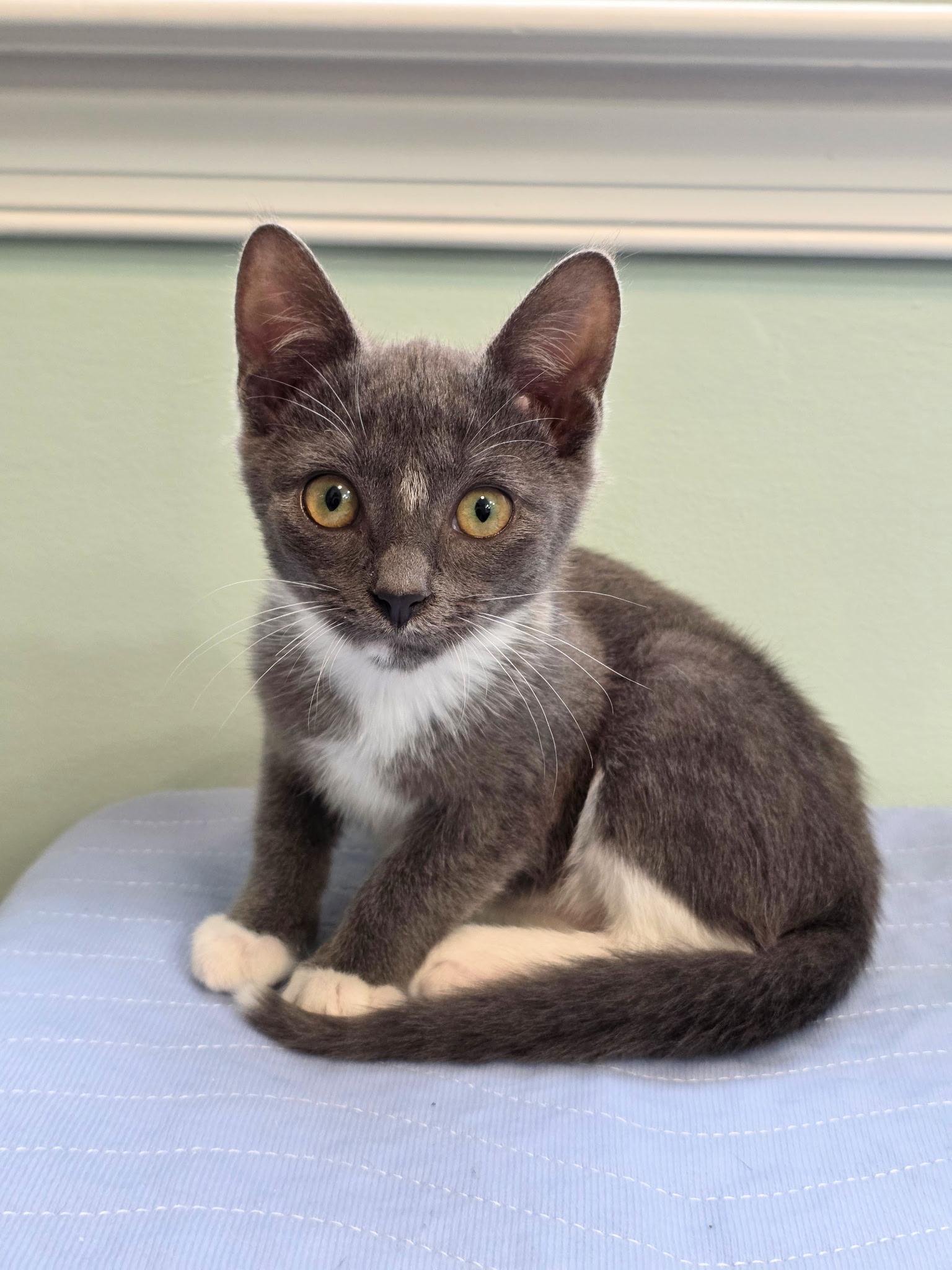 Ang, ADOPTABLE, Kitten Male American Shorthair.