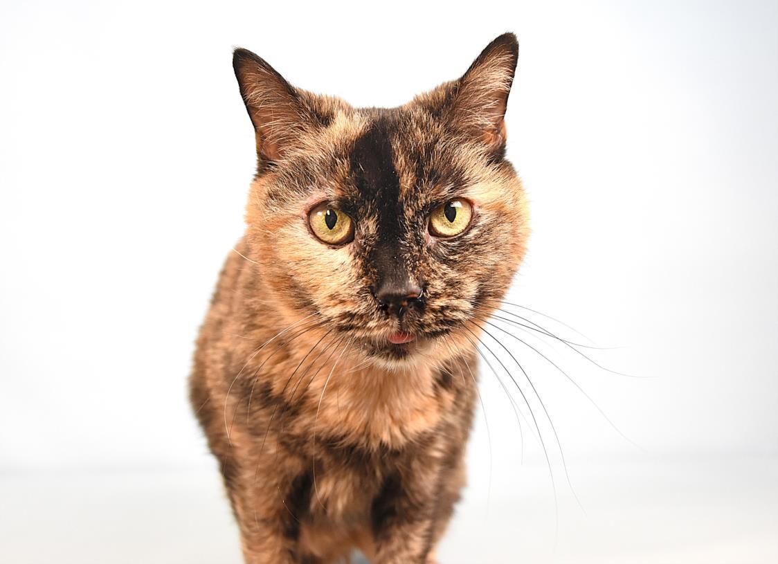 GINGERSNAP, Adoptable, Senior Female Domestic Short Hair.