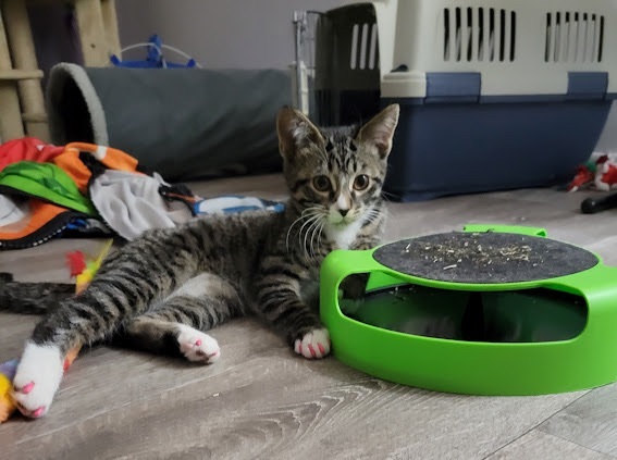 Dora, Adopted, Kitten Female Domestic Short Hair.