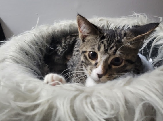 Dora, a Adopted Domestic Short Hair in Tipp City, OH image 2/5