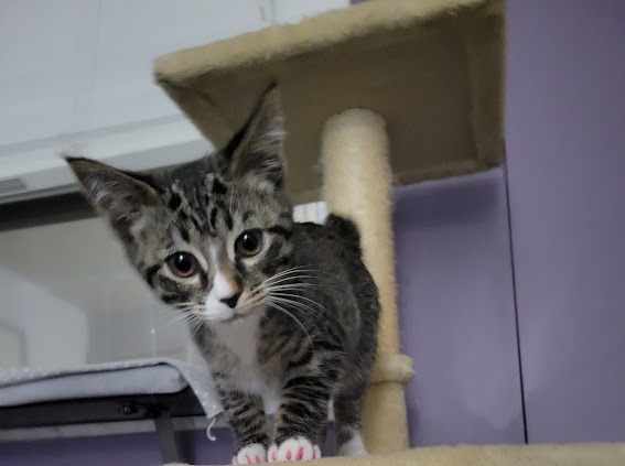 Dora, a Adopted Domestic Short Hair in Tipp City, OH image 3/5