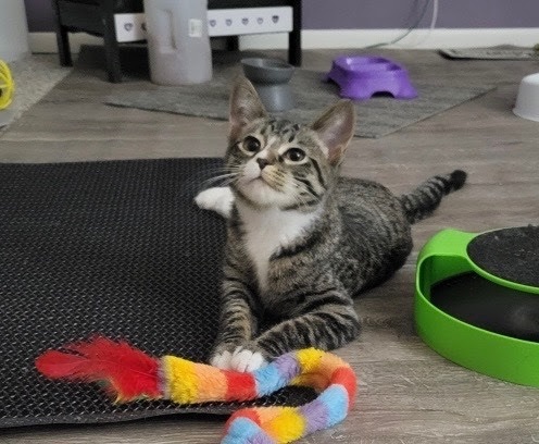 Dora, a Adopted Domestic Short Hair in Tipp City, OH image 4/5