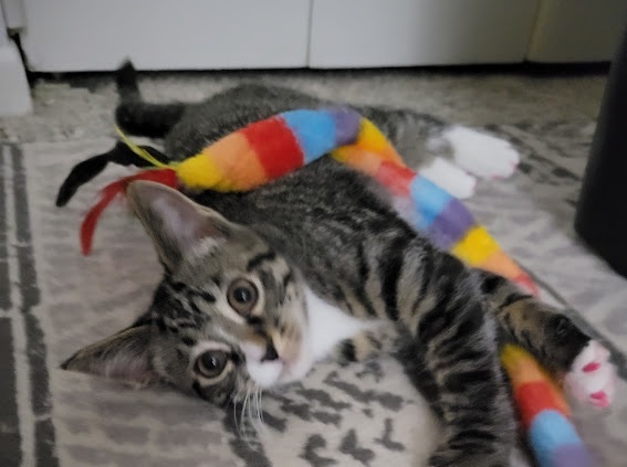 Dora, a Adopted Domestic Short Hair in Tipp City, OH image 5/5