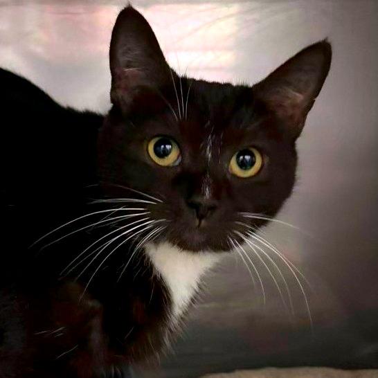 Madison, Adoptable, Young Female Domestic Short Hair & Domestic Short Hair.