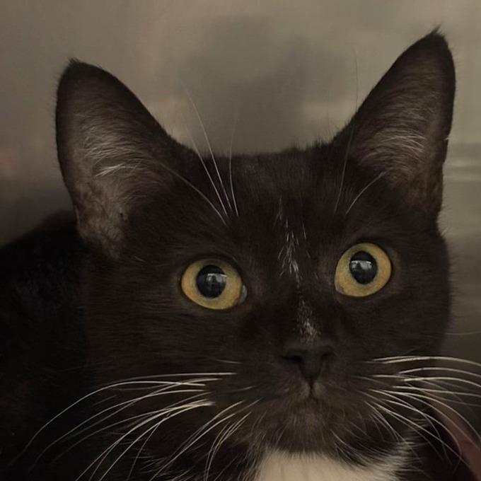 Enlarge Madison, a Adoptable mixed breed in Toms Brook, VA image 2/2