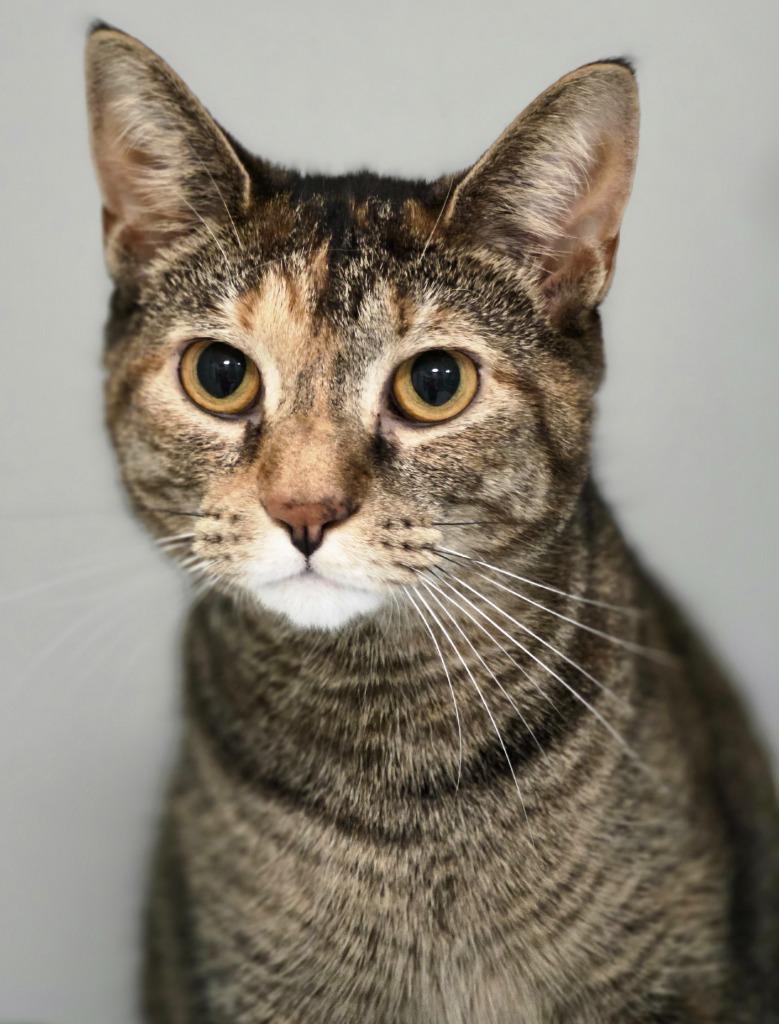 Diamond, Adoptable, Young Female Domestic Short Hair.