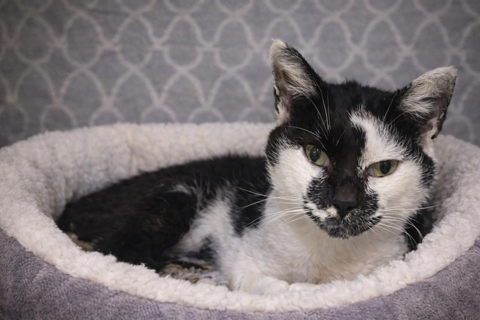 Milkshake, Adoptable, Adult Male Domestic Short Hair.