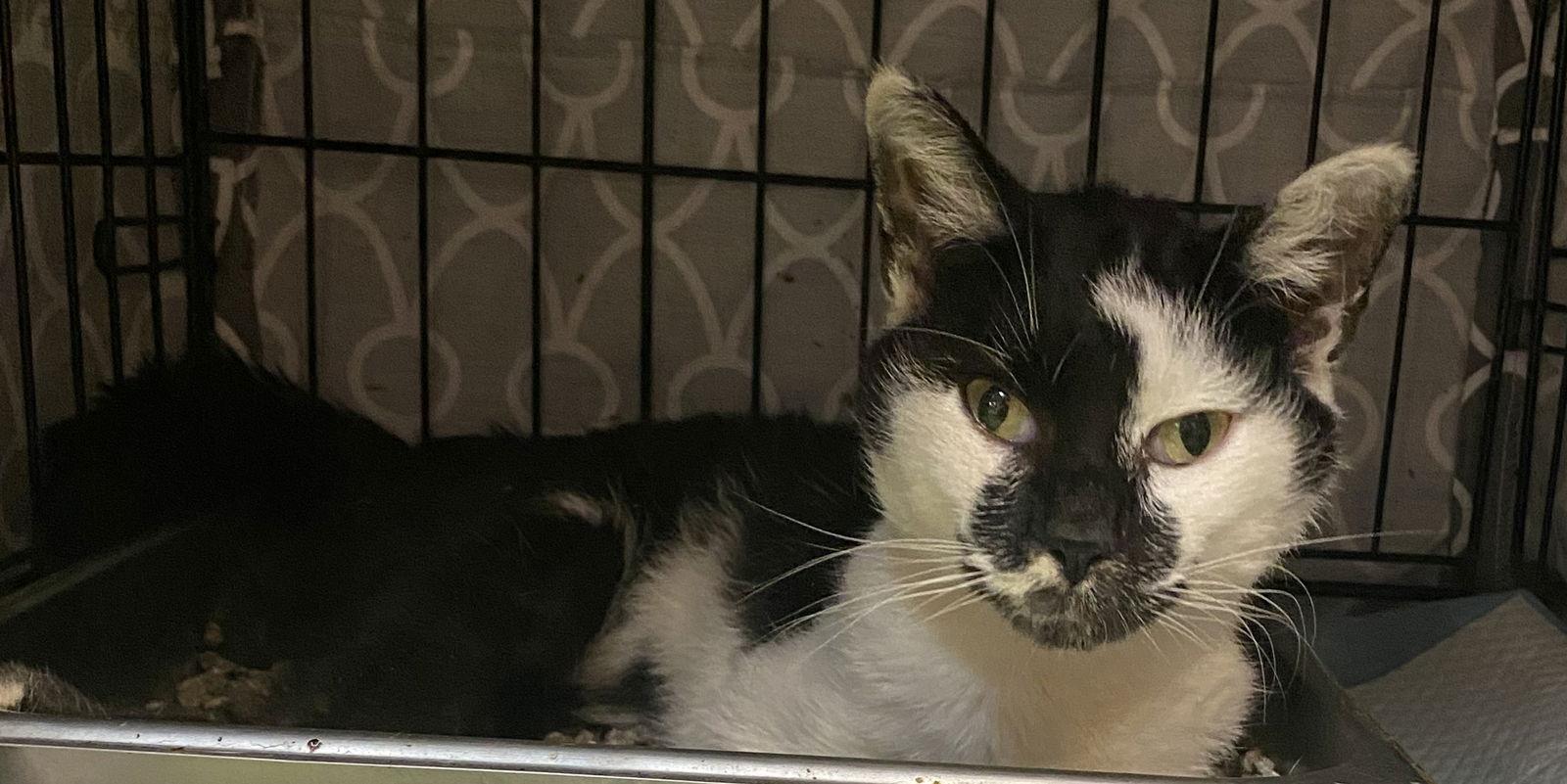 Milkshake, Adoptable, Adult Male Domestic Short Hair.