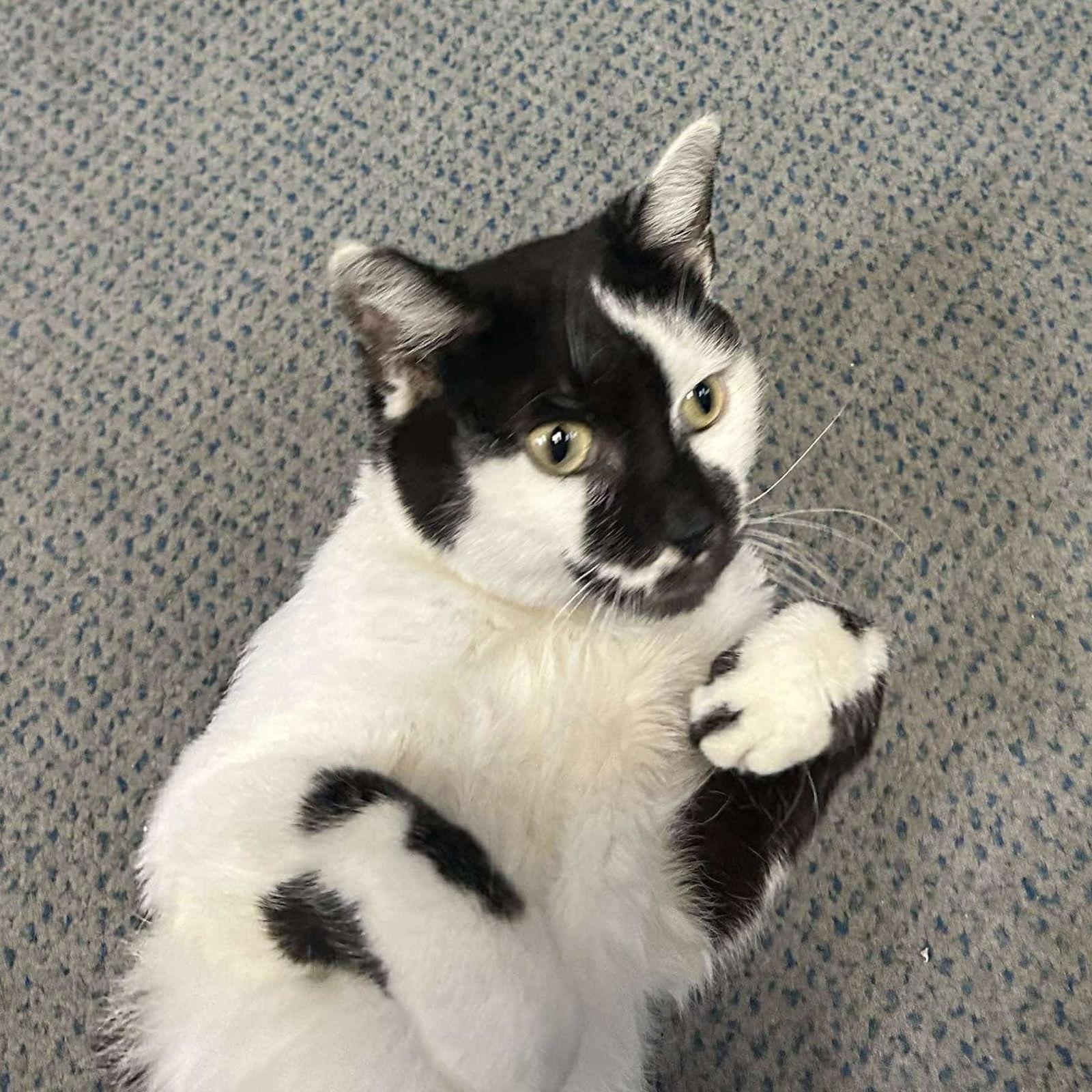 Enlarge Milkshake, a Adoptable Domestic Short Hair in Dublin, OH image 1/3