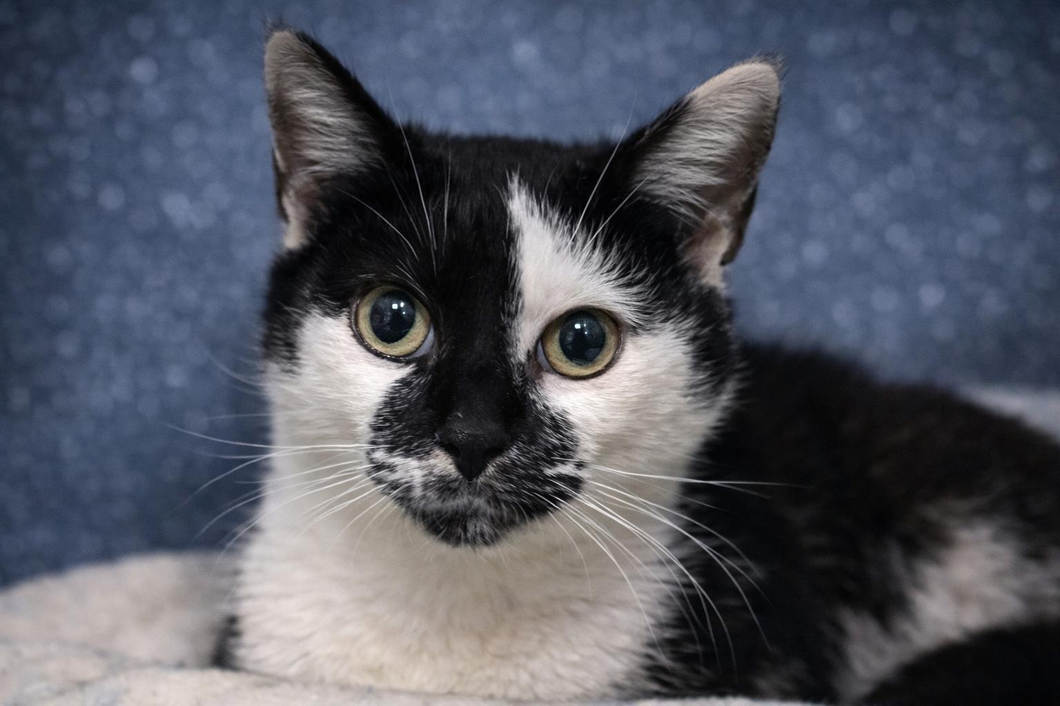 Enlarge Milkshake, a Adoptable Domestic Short Hair in Dublin, OH image 3/3