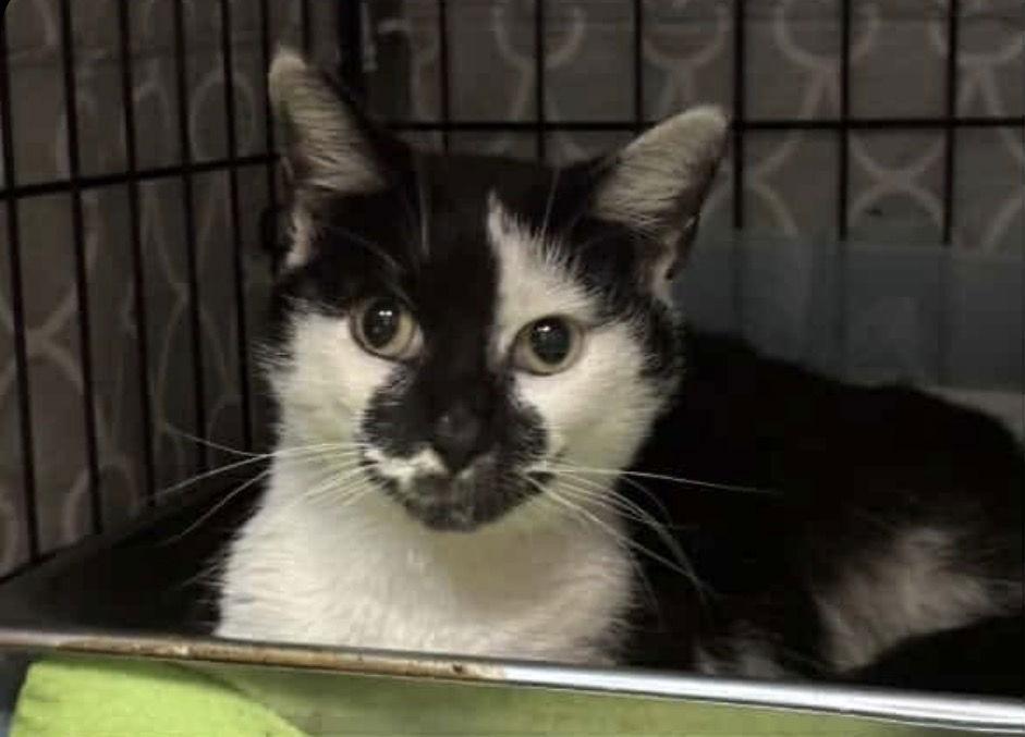 Enlarge Milkshake, a Adoptable Domestic Short Hair in Dublin, OH image 2/3