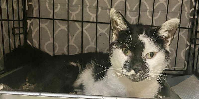 Milkshake thumbnail 3