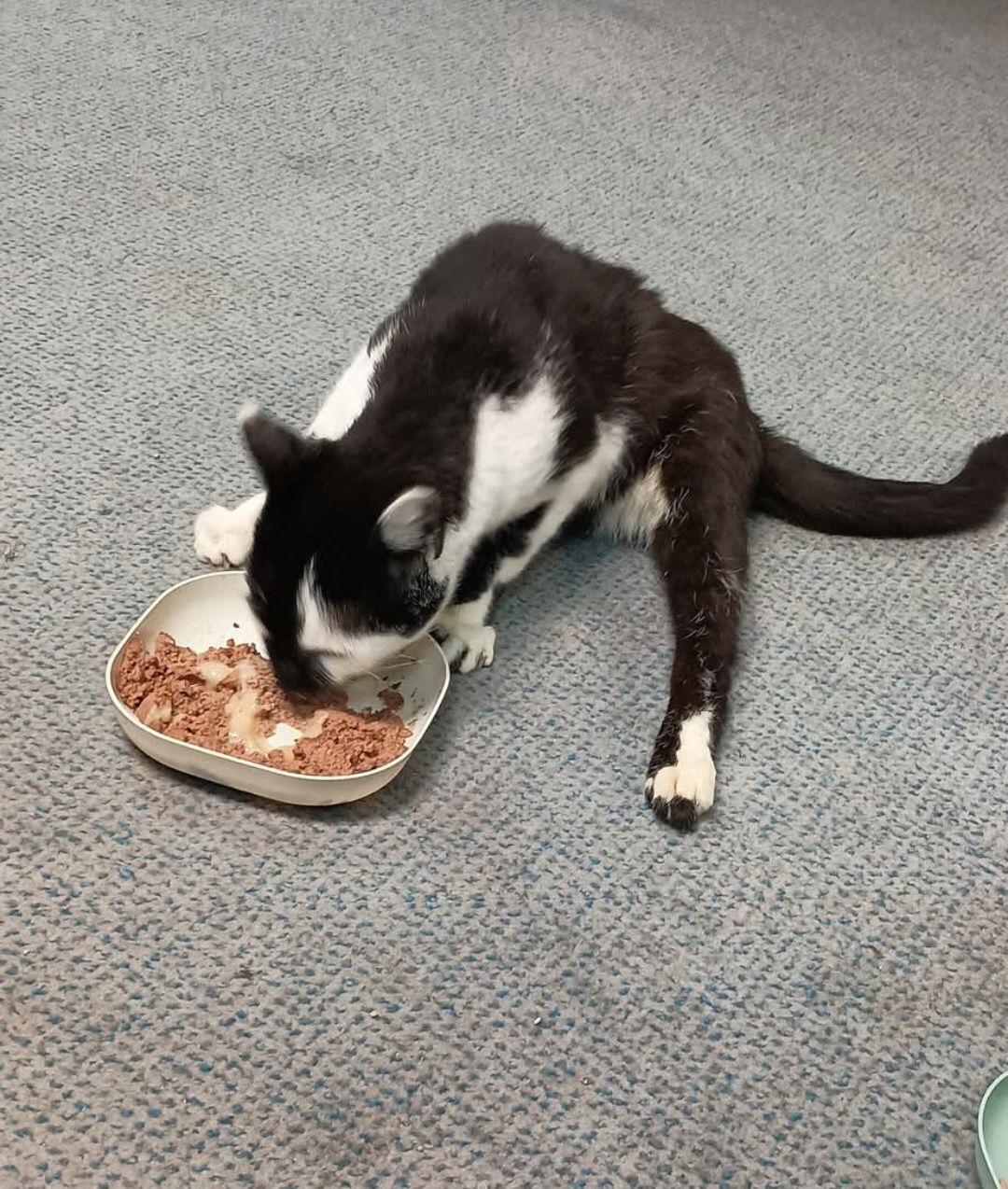 Milkshake, a Adoptable Domestic Short Hair in Dublin, OH image 2/2