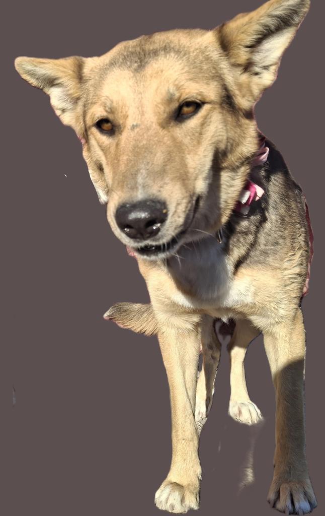 Spice, a Adoptable mixed breed in Pahrump, NV image 1/2