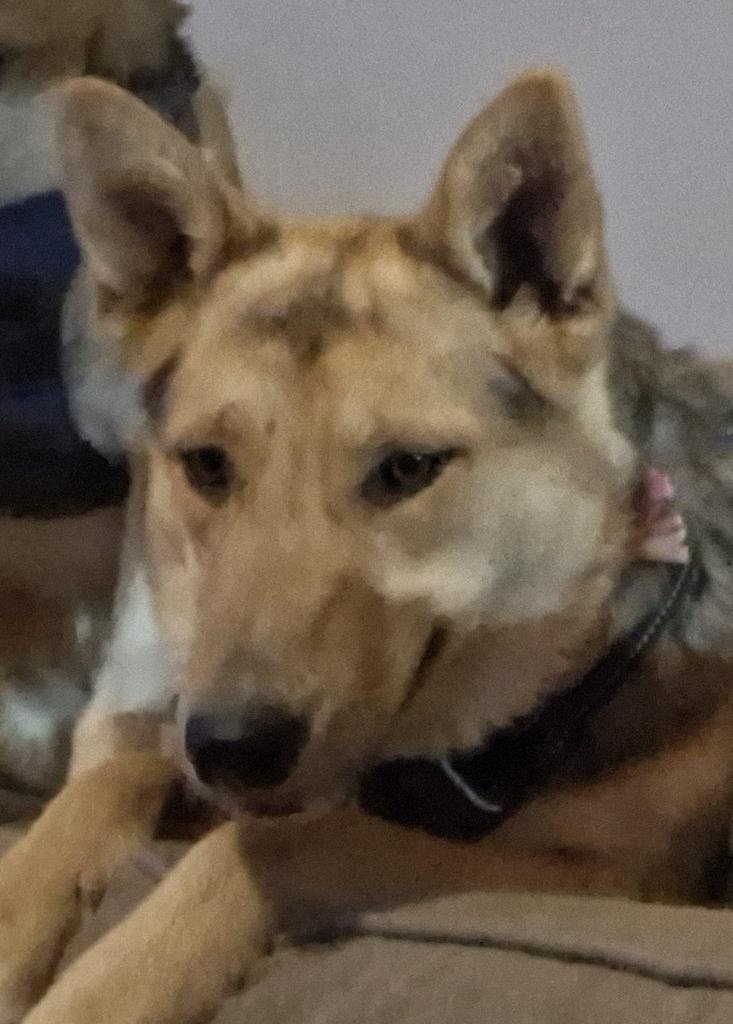 Spice, a Adoptable mixed breed in Pahrump, NV image 2/2