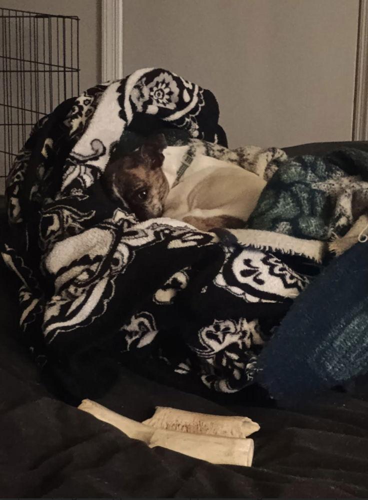 Candy, Adoptable, Adult Female Terrier.