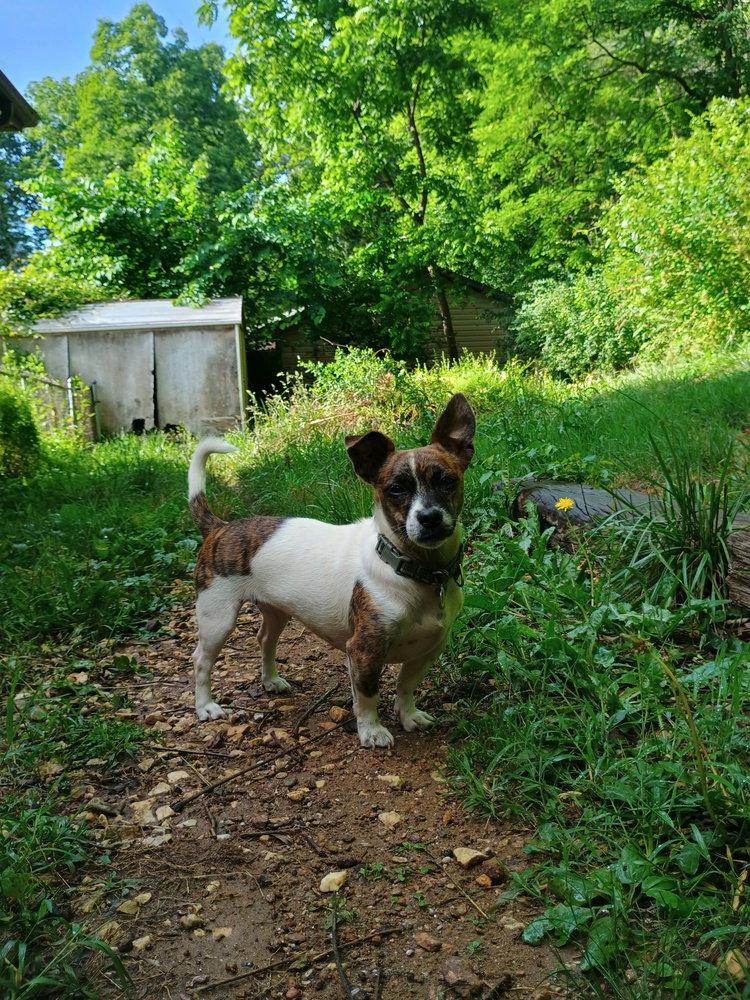 Enlarge Candy, a Adoptable Dachshund in Candler, NC image 1/3