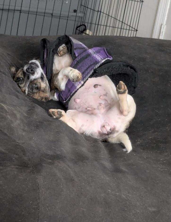 Candy, Adoptable, Adult Female Dachshund.