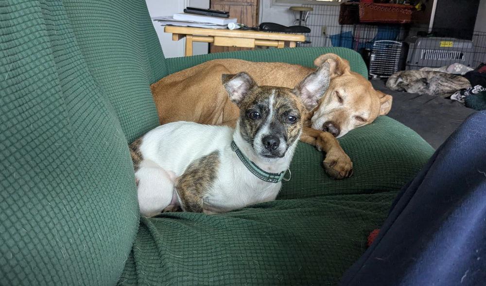 Enlarge Candy, a Adoptable Dachshund in Candler, NC image 2/3