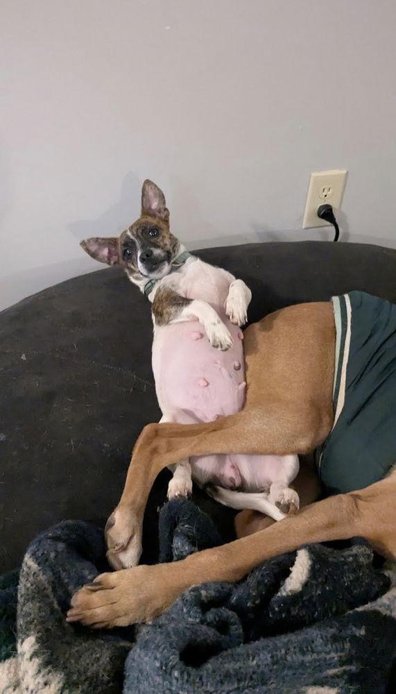 Enlarge Candy, a Adoptable Terrier in Candler, NC image 3/3