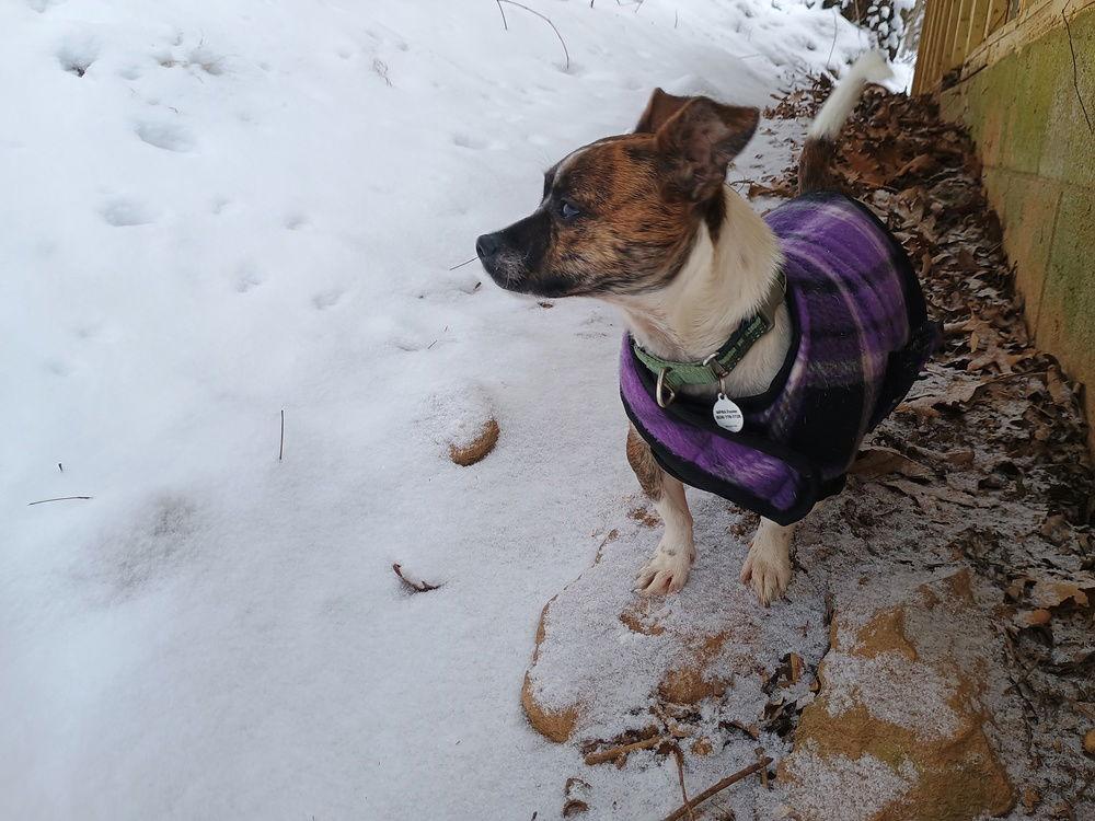 Enlarge Candy, a Adoptable Dachshund in Candler, NC image 3/3