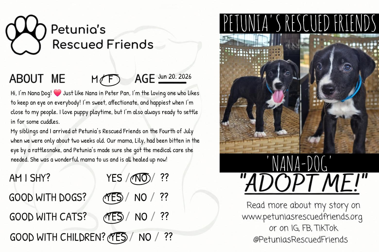 Enlarge Nana Dog, a Adoptable mixed breed in Castroville, TX image 2/2