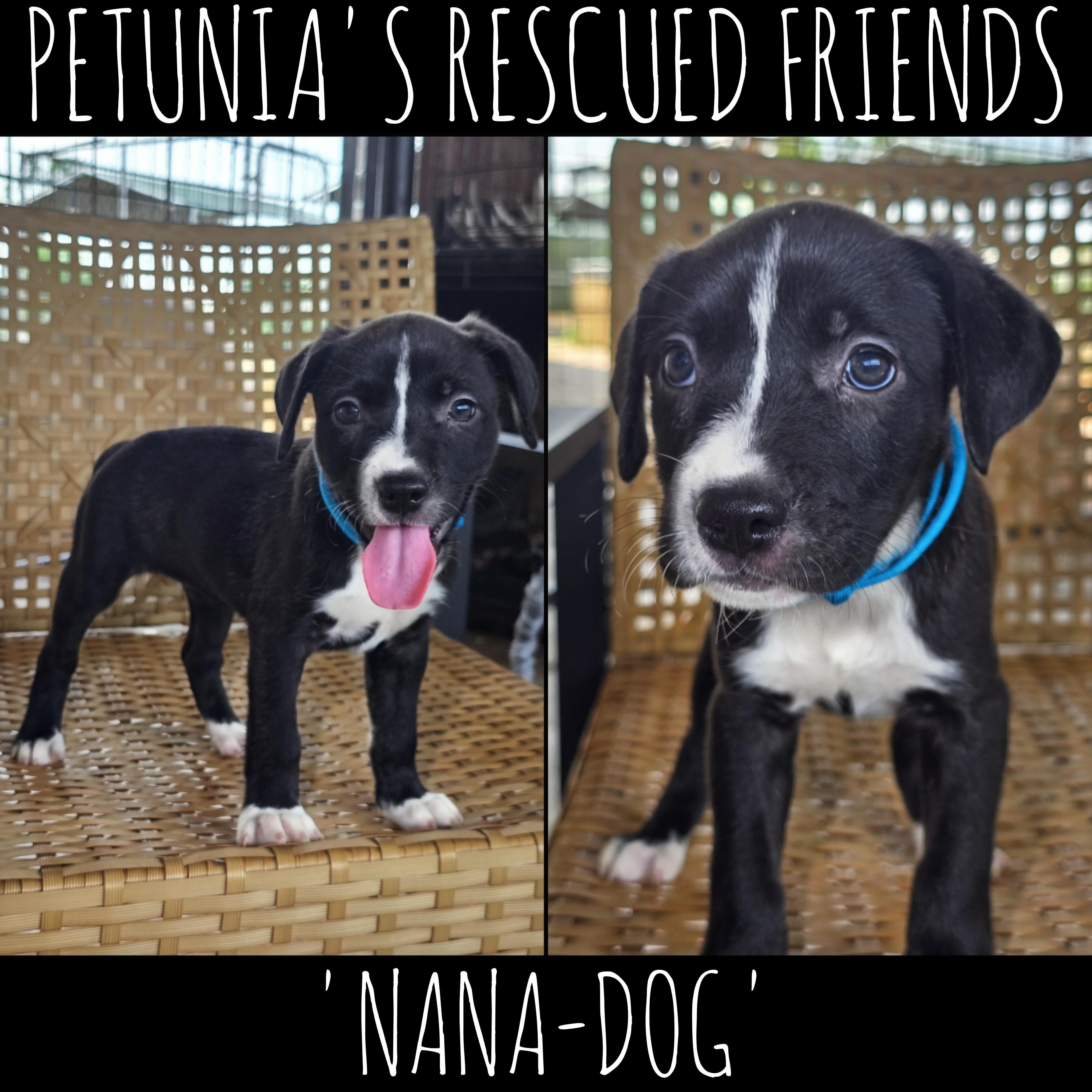 Nana Dog, Adoptable, Puppy Female Pit Bull Terrier.