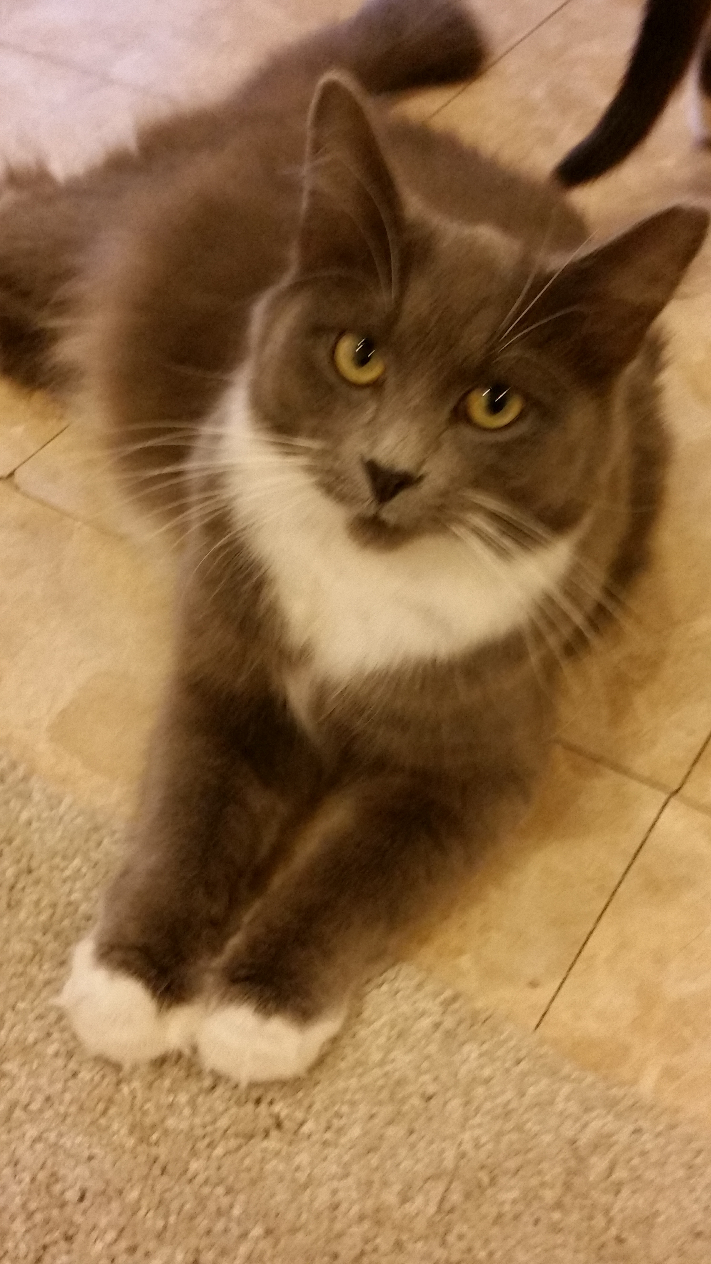 Enlarge SMOKEY, a Adoptable mixed breed in Sardinia, OH image 2/12