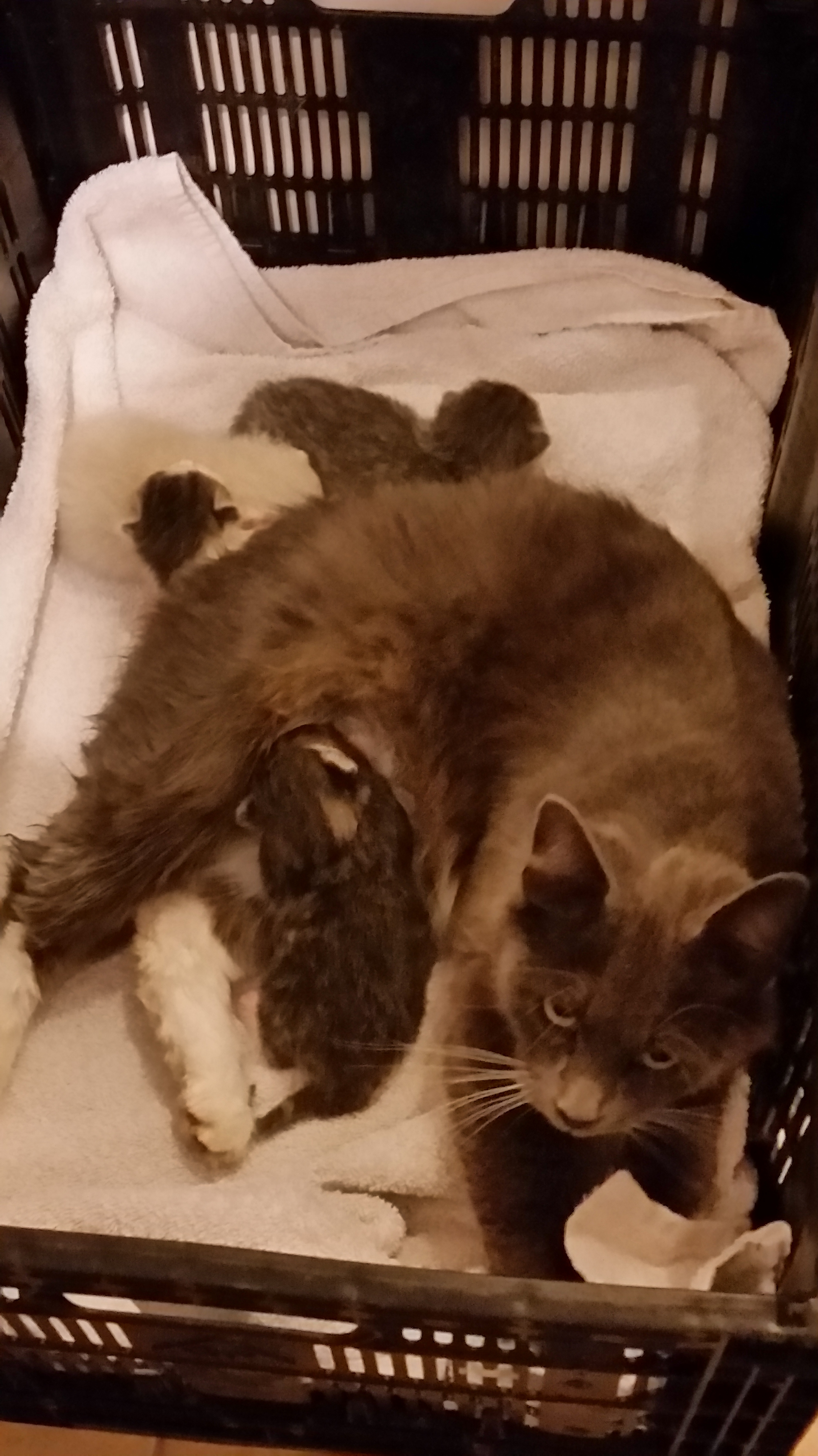 Enlarge SMOKEY, a Adoptable mixed breed in Sardinia, OH image 3/12