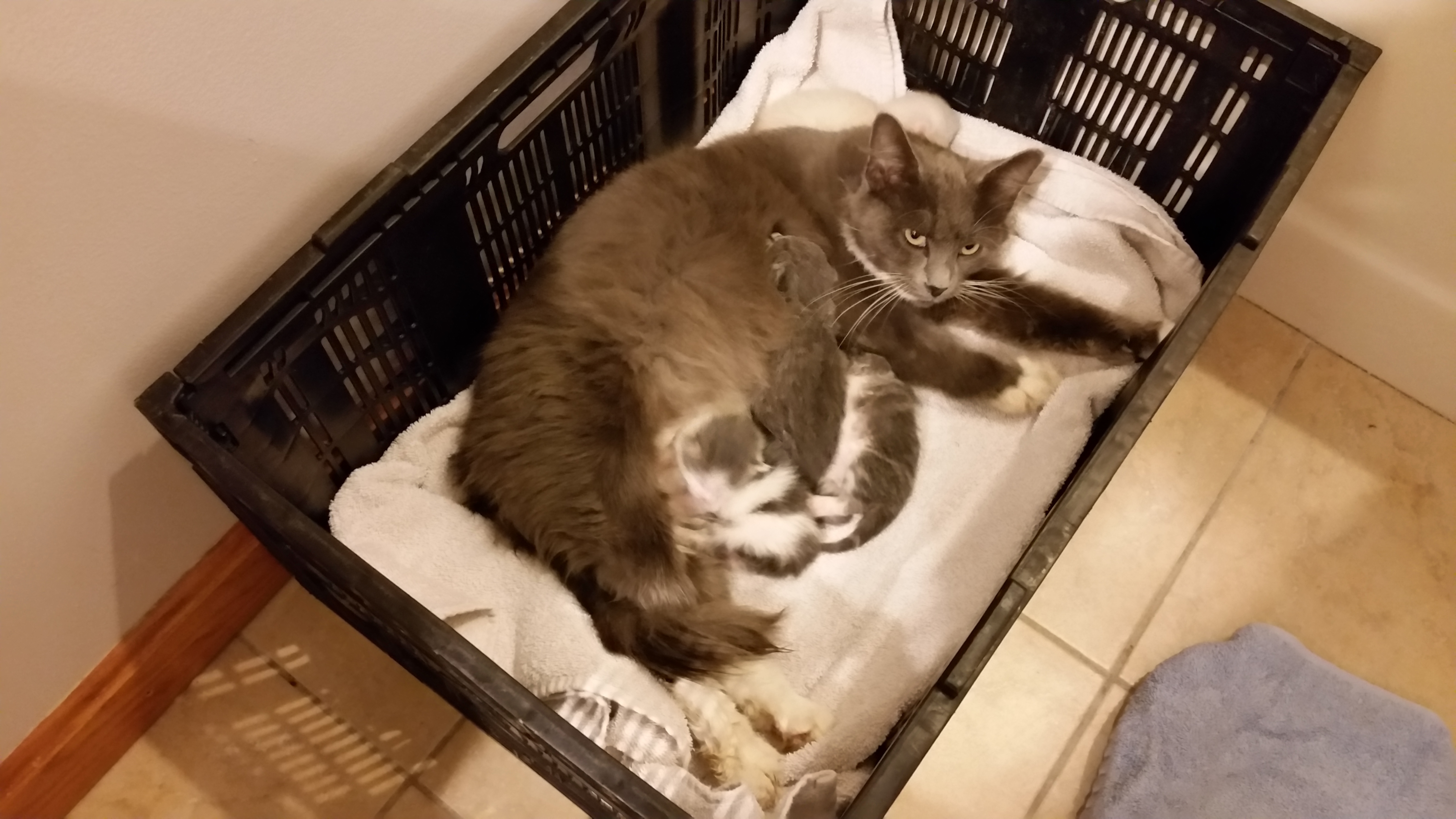 Enlarge SMOKEY, a Adoptable mixed breed in Sardinia, OH image 5/12