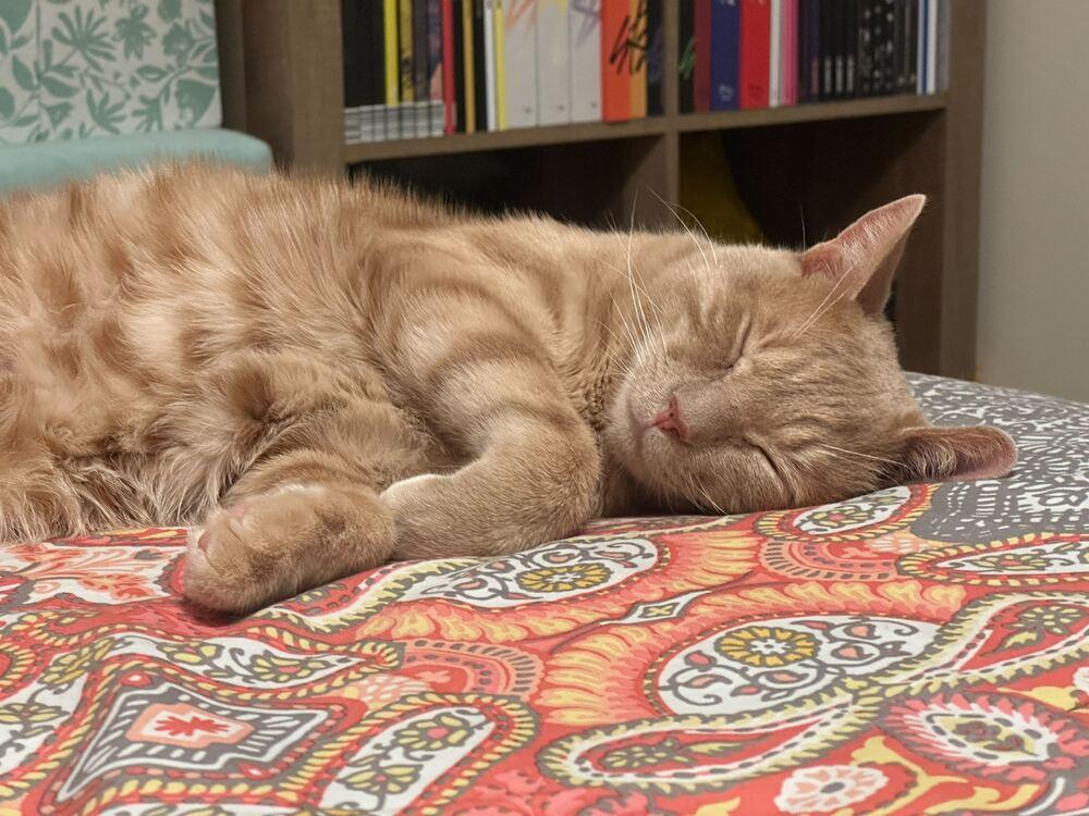 Emilio, Adoptable, Adult Male Domestic Short Hair.