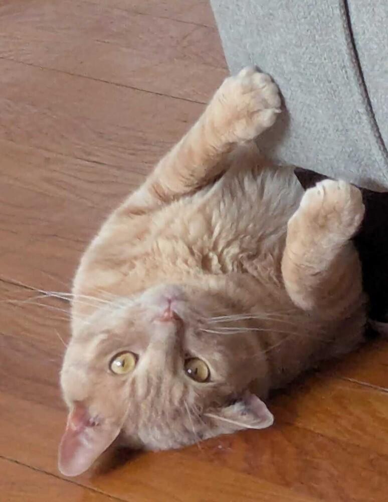 Enlarge Emilio, a Adoptable mixed breed in Milltown, NJ image 2/3