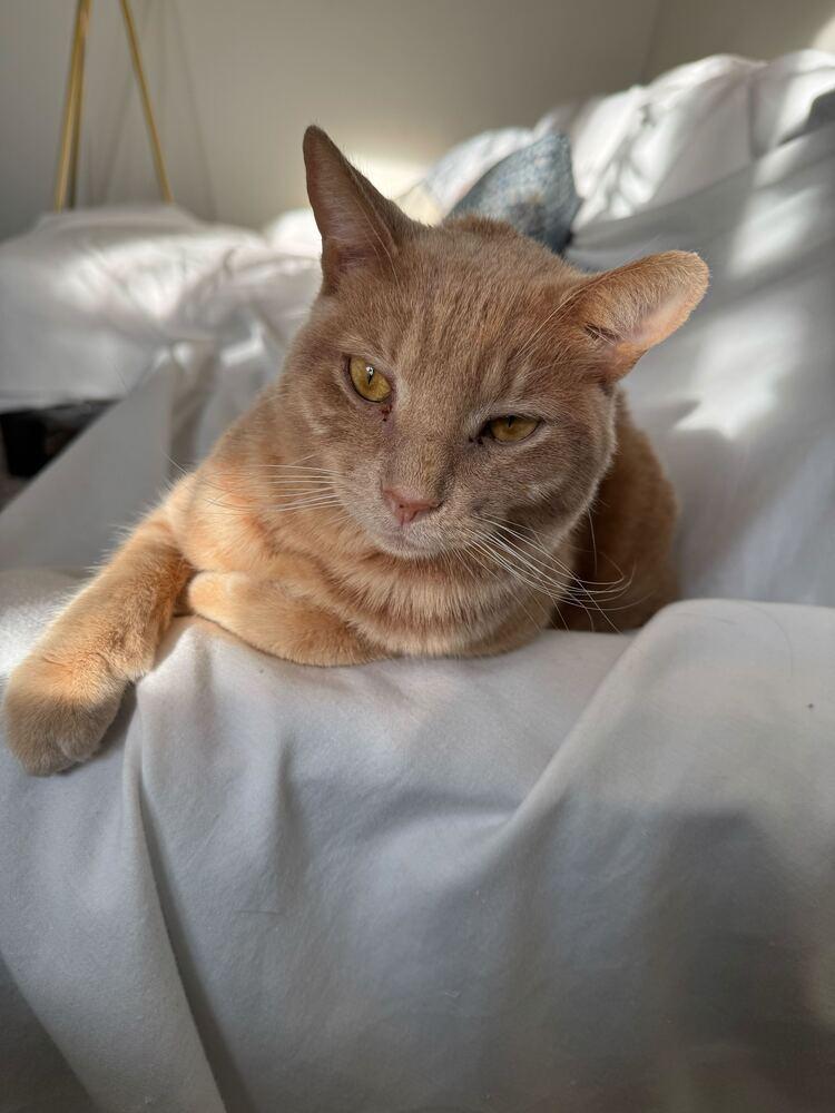 Enlarge Emilio, a Adoptable mixed breed in Milltown, NJ image 3/3