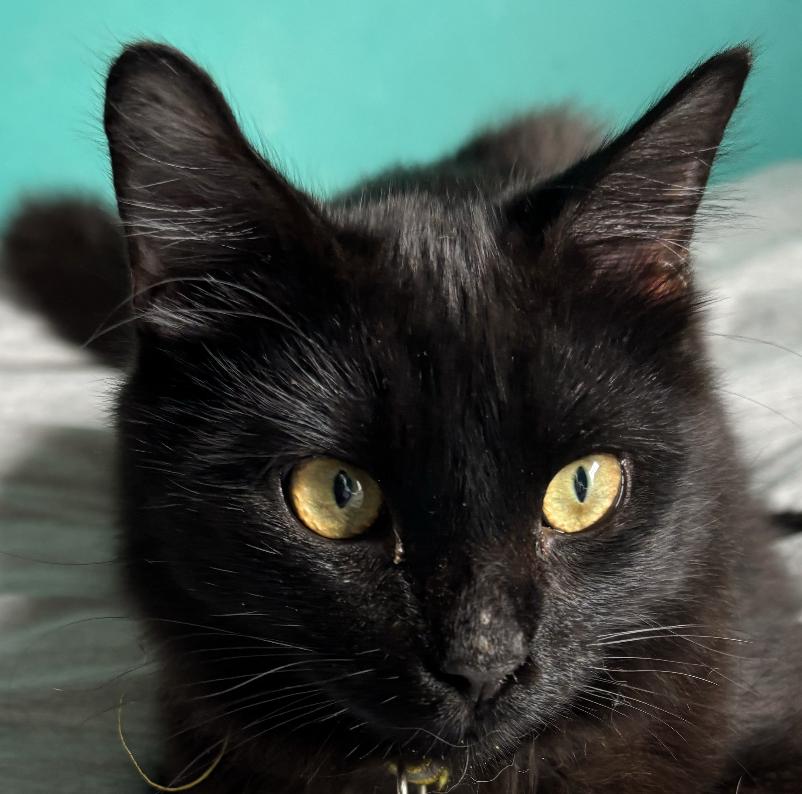 Enlarge Shadow S., a Adoptable Domestic Medium Hair in Frisco, TX image 1/1