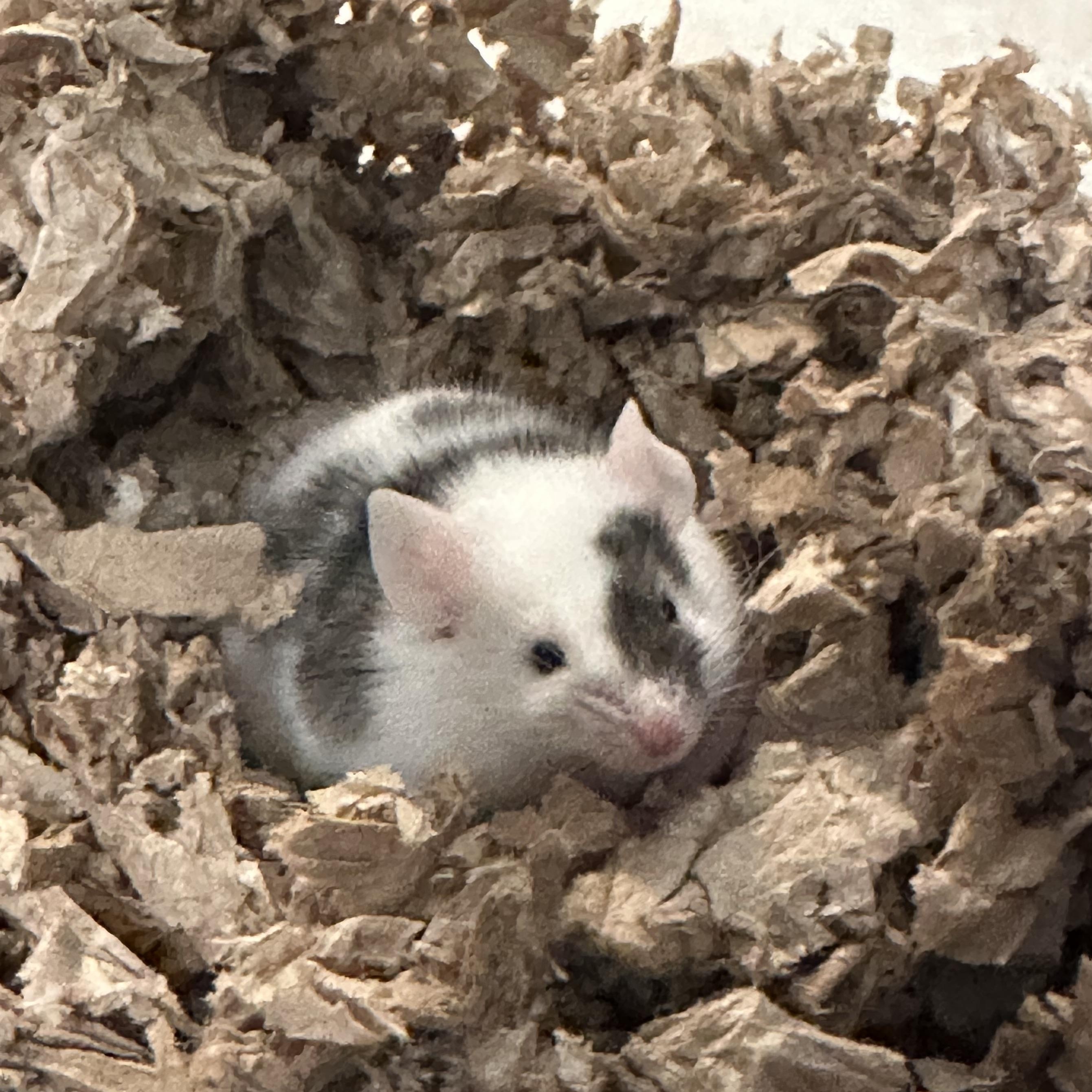 Mighty Mouse, Adoptable, Baby Male Mouse.