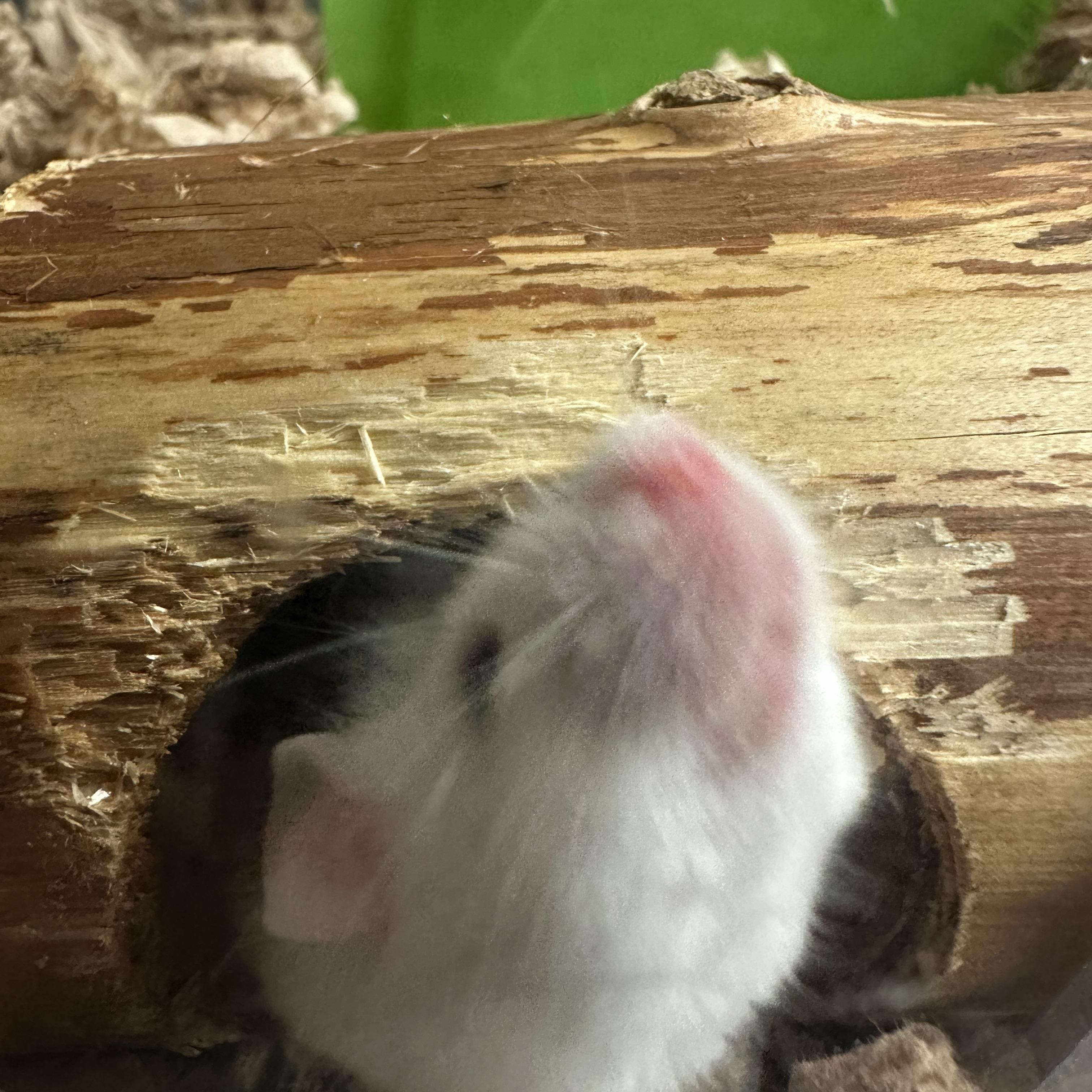 Enlarge Mighty Mouse, a Adoptable Mouse in Andover, CT image 2/6