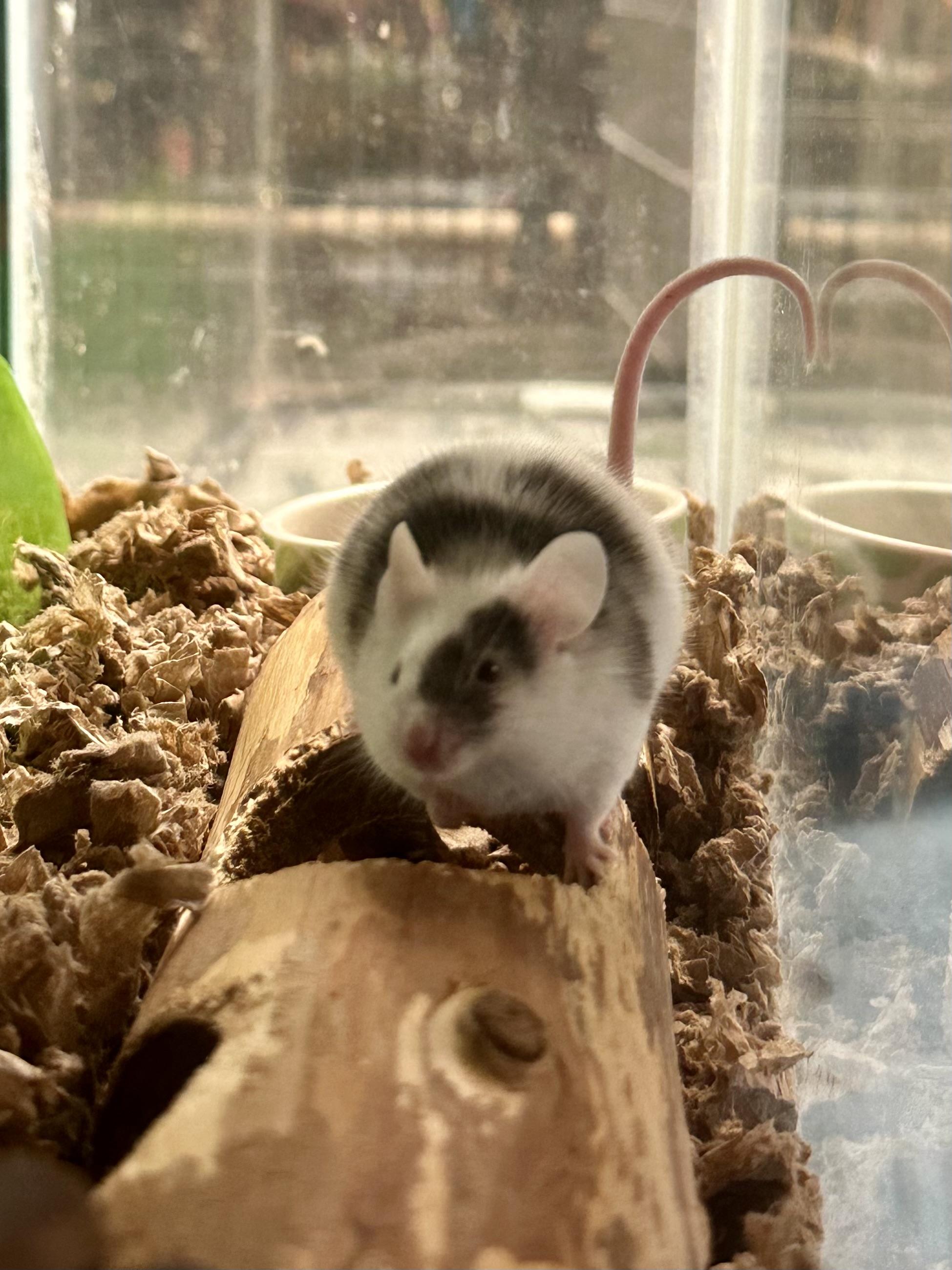 Enlarge Mighty Mouse, a Adoptable Mouse in Andover, CT image 3/6