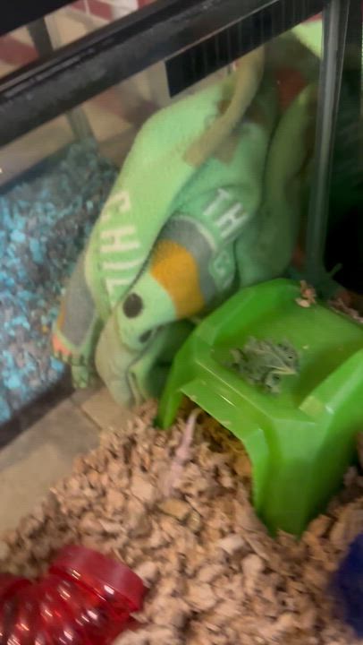 Enlarge Mighty Mouse, a Adoptable Mouse in Andover, CT video 5/6