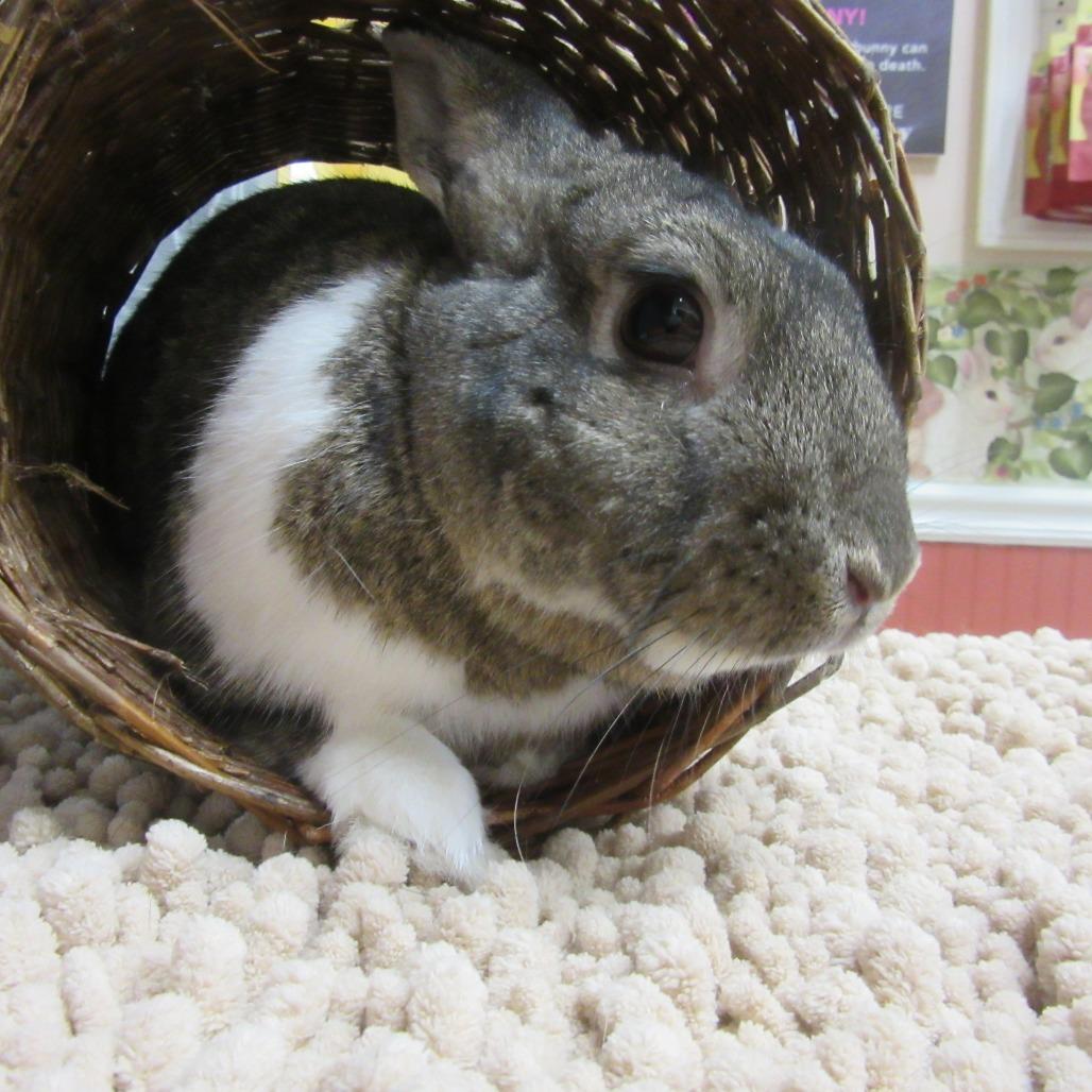 Trevor, Adoptable, Young Male Dutch & Bunny Rabbit.