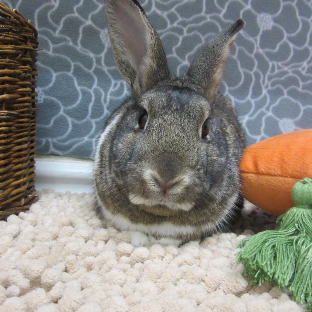 Enlarge Trevor, a Adoptable mixed breed in Newport, PA image 2/6