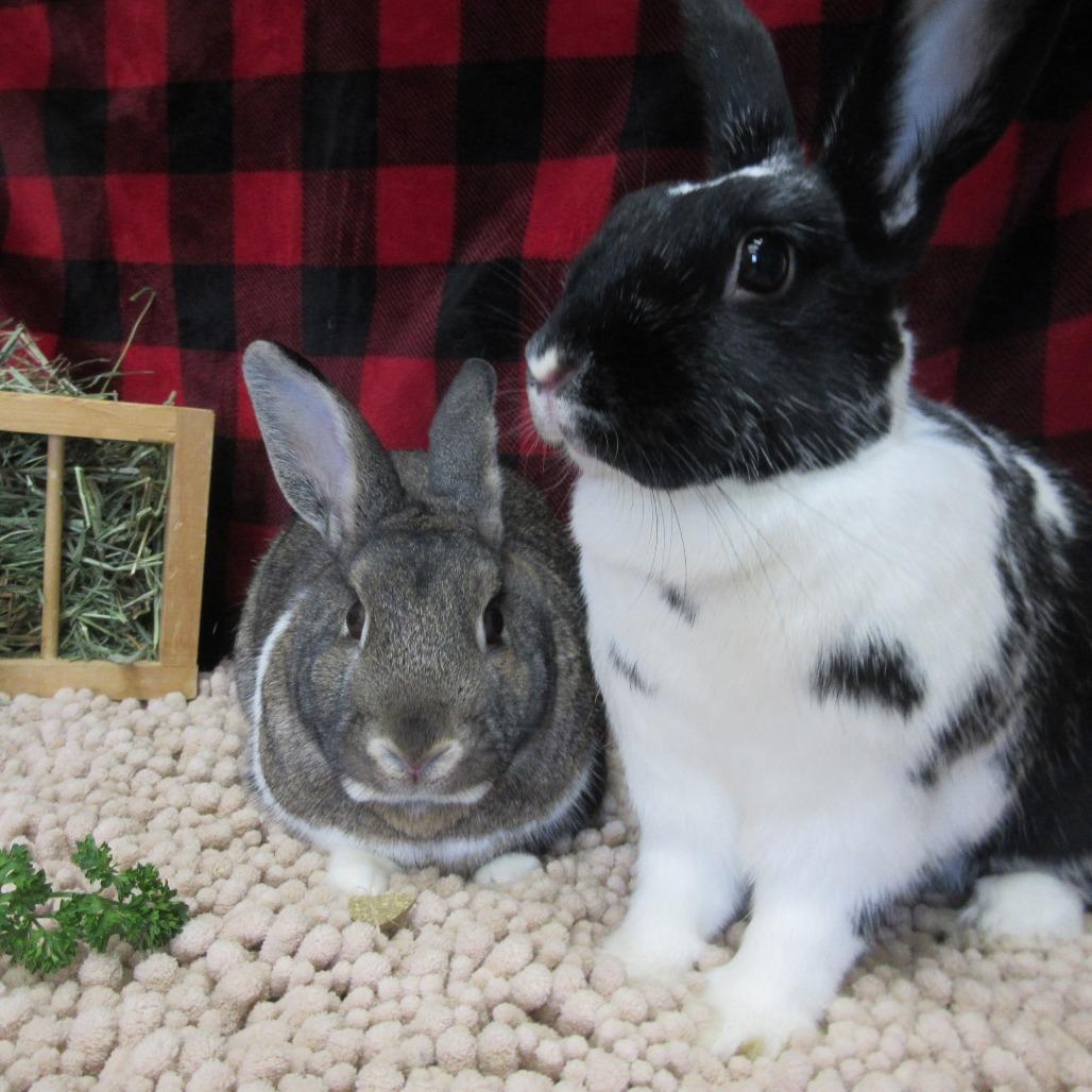 Enlarge Trevor, a Adoptable mixed breed in Newport, PA image 3/6