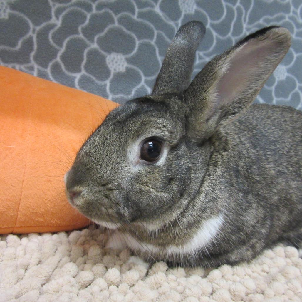 Enlarge Trevor, a Adoptable mixed breed in Newport, PA image 5/6