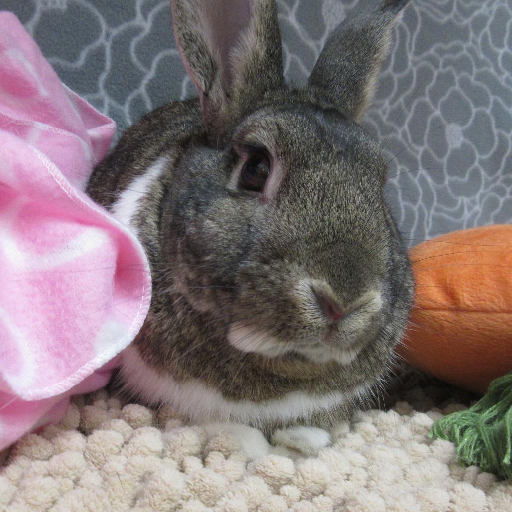 Enlarge Trevor, a Adoptable mixed breed in Newport, PA image 6/6