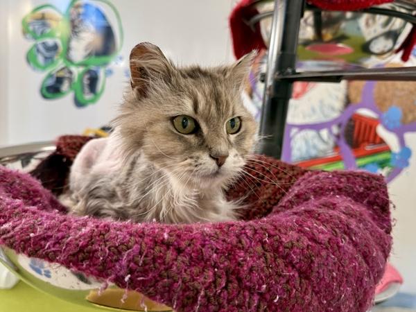 Momma, Adoptable, Senior Female Domestic Long Hair.