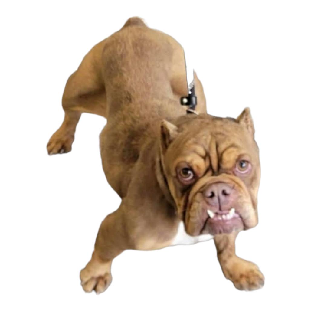 Enlarge Otter, a Adoptable mixed breed in Loves Park, IL image 2/2