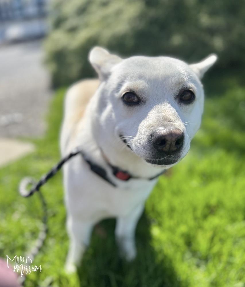 Toblerone, Adoptable, Young Male Corgi.