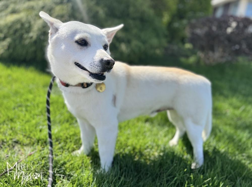 Enlarge Toblerone, a Adoptable mixed breed in Spokane , WA image 2/5