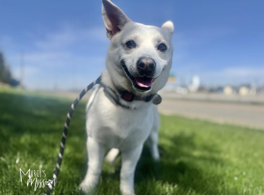 Enlarge Toblerone, a Adoptable mixed breed in Spokane , WA image 3/5
